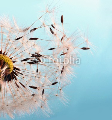 doris oberfrank-list, Abflug: Flugschirme der Pusteblume beim Start (allergien, blume, freiheit, urlaub, jahreszeit, jahreszeit, frisch, grün, pusteblume, fröhlichkeit, freudig, freudig, pflanze, wunsch, wunsch, traum, natur, pollen, pusteblume, pusteblume, samen, sommer, wind, schlag, gesundheit, draußen, makro, fel)