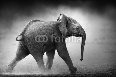 JOHAN SWANEPOEL, Baby Elephant running (Artistic processing) (elefant, baby, kalb, laufen, staub, verstaubt, plain, verschmutzt, öffnen, sand, oden, jung, klein, little, kunst, kunstvoll, schwarz, weiß, monochrom, abbild, afrikanisch, tier, wildlife, wild, säugetier, 1, moody, draußen, natur, afrika, nieman)