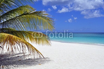 FER737NG, Caribbean beach. (strand, paradise, karibik, meer, blau, ozean, palme, baum, küste, küste, sand, urlaub, traum, schwarm, bellen, hell, sommer, insel, seelandschaft, natur, tropisch, reisen, wolken, küstenlinie, türkis, paradiesisch, froh, schöner, gelassenhei)