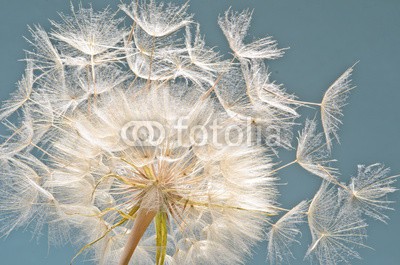 doris oberfrank-list, Pusteblume: Ich wünsche mir .... (asteraceae, kolossal, allergien, blume, freiheit, urlaub, jahreszeit, jahreszeit, frisch, grün, pusteblume, fröhlichkeit, freudig, freudig, pflanze, wunsch, wunsch, traum, natur, pollen, pusteblume, pusteblume, samen, sommer, wind, schlag, gesundhei)