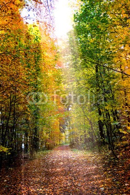 Stefan Körber, Herbstwald (wald, herbst, romantisch, romantisch, märchen, landschaft, natur, straßen, laub, baum, bücher, licht, sonnenstrahl, leuchten, sunlight, blatt, morgens, october, spätsommer, sommer, warm, orange, wellness, erholung, entspannung, hiking, umweltschut)