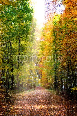 Stefan Körber, Herbstwald (wald, herbst, romantisch, romantisch, märchen, landschaft, natur, straßen, laub, baum, bücher, licht, sonnenstrahl, leuchten, sunlight, blatt, morgens, october, spätsommer, sommer, warm, orange, wellness, erholung, entspannung, hiking, umweltschut)