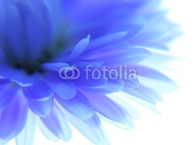 Anette Linnea Rasmus, Blue flower (blau, verbund, butterblumen, blume, frühling, backgrounds, schöner, blühen, blühen, botanisch, botanisch, close-up, details, flora, floral, gärten, leberblümchen, licht, makro, natur, draußen, park, blickwinkel, schatten, geformt, spring-tim)