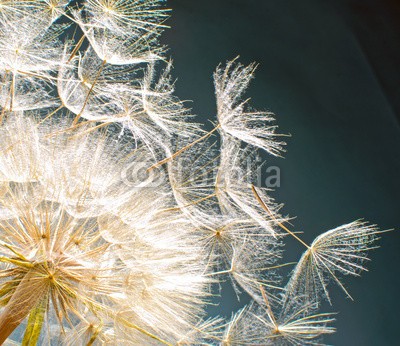 doris oberfrank-list, Pusteblume: Ich wünsche mir .... (pusteblume, pusteblume, wunsch, wunsch, asteraceae, kolossal, allergien, blume, freiheit, urlaub, jahreszeit, jahreszeit, frisch, grün, pusteblume, fröhlichkeit, freudig, freudig, pflanze, traum, natur, pollen, samen, sommer, wind, schlag, gesundhei)