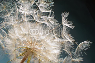 doris oberfrank-list, Pusteblume: Ich wünsche uns ...... (asteraceae, kolossal, allergien, blume, freiheit, urlaub, jahreszeit, jahreszeit, frisch, grün, pusteblume, fröhlichkeit, freudig, freudig, pflanze, wunsch, wunsch, traum, natur, pollen, pusteblume, pusteblume, samen, sommer, wind, schlag, gesundhei)