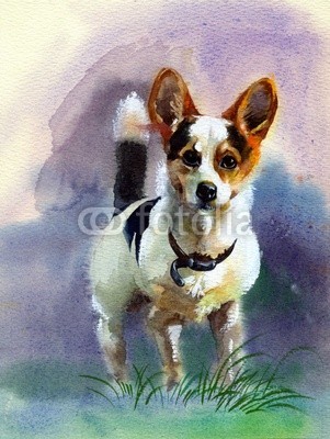 Nadiia Starovoitova, Watercolor Animal Collection: Dog (abstrakt, tier, kunst, backgrounds, rasse, braun, canino, chihuahua, hübsch, hund, häusliche, zeichnung, belag, feld, spaß, spassig, grafik, gras, kopf, jagdhund, abbildung, jack russell terrier, lawn, little, natur, draußen, malerei, pedigree, haustie)