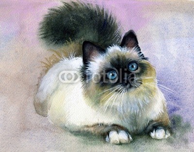 Nadiia Starovoitova, Watercolor Animal Collection: Cat (abstrakt, tier, kunst, schwarz, pinselstrich, karte, katze, ament, clipart, bunt, entwerfen, zeichnung, ausdruck, grafik, grau, glückwunschkarte, abbildung, katzenbaby, katze, alt, malerei, papier, katze, retro, shading, sketch, symbol, symbolisch, vorlag)