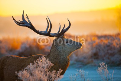 arturas kerdokas, Red deer (nebel, moor, hirsch, baum, holz, lila, horn, wald, orange, natur, tier, safarie, holland, jagd, heidekraut, wildlife, paarungszeit, national par)