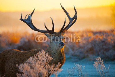 arturas kerdokas, Red deer (nebel, moor, hirsch, baum, holz, lila, horn, wald, orange, natur, tier, safarie, holland, jagd, heidekraut, wildlife, paarungszeit, national par)