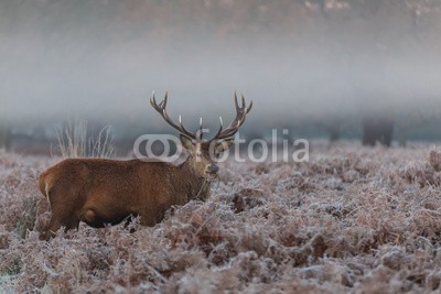 arturas kerdokas, Red deer (nebel, moor, hirsch, baum, holz, lila, horn, wald, orange, natur, tier, safarie, holland, jagd, heidekraut, wildlife, paarungszeit, national par)