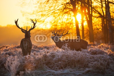 arturas kerdokas, Red deer (nebel, moor, hirsch, baum, holz, lila, horn, wald, orange, natur, tier, safarie, holland, jagd, heidekraut, wildlife, paarungszeit, national par)