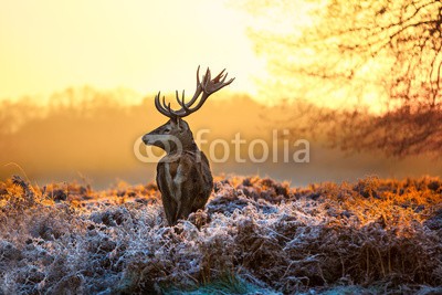 arturas kerdokas, Red deer in morning sun (tier, horn, hirsch, wald, heidekraut, holland, jagd, paarungszeit, moor, national park, natur, orange, lila, safarie, baum, wildlife, hol)