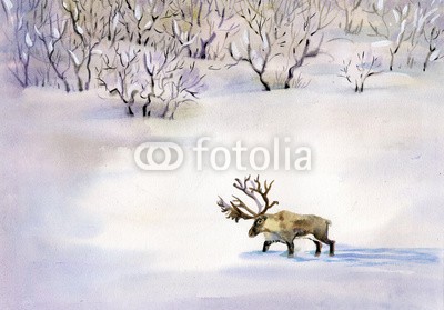 Nadiia Starovoitova, Deer in the snow (tier, arktis, nur, barren, braun, rentier, kalt, hirsch, essen, abgrasen, gruppe, herde, horizontale, horn, gehörnt, jagen, kamtschatka, landschaft, säugetier, berg, natürlich, natur, nomadisch, nordic, norden, nord, draußen, rentier, fels, felsi)