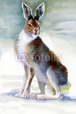 Nadiia Starovoitova, Winter rabbit (tier, kunst, artwork, backgrounds, schöner, blau, rasse, hase, feier, weihnachten, lebewesen, wissbegierig, dezember, dekoration, entwerfen, ohr, bauernhof, flaumig, einfrieren, pelz, grau, hase, urlaub, eis, abbildung, abbild, jan, little, säugetier, ne)