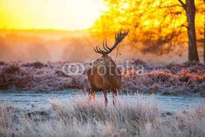 arturas kerdokas, Red deer in morning sun (tier, horn, hirsch, wald, heidekraut, holland, jagd, paarungszeit, moor, national park, natur, orange, lila, safarie, baum, wildlife, hol)