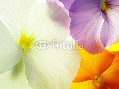 Anette Linnea Rasmus, viola (viola, trikolore, blume, verfärbt, gelb, blau, veilchen, pflanze, natur, natürlich, jahreszeit, jahreszeitlich, botanisch, botanisch, close-up, makro, weiß, backgrounds, frühling, dekorativ, blühen, blühe)