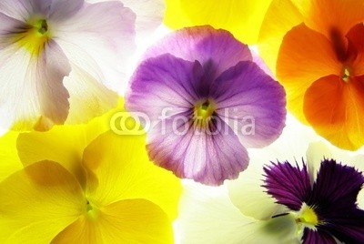 Anette Linnea Rasmus, viola (viola, trikolore, blume, verfärbt, gelb, blau, veilchen, pflanze, natur, natürlich, jahreszeit, jahreszeitlich, botanisch, botanisch, close-up, makro, weiß, backgrounds, frühling, dekorativ, blühen, blühe)