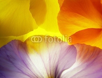 Anette Linnea Rasmus, viola (viola, trikolore, blume, verfärbt, gelb, blau, veilchen, pflanze, natur, natürlich, jahreszeit, jahreszeitlich, botanisch, botanisch, close-up, makro, weiß, backgrounds, frühling, dekorativ, blühen, blühe)