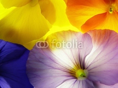 Anette Linnea Rasmus, viola (viola, trikolore, blume, verfärbt, gelb, blau, veilchen, pflanze, natur, natürlich, jahreszeit, jahreszeitlich, botanisch, botanisch, close-up, makro, weiß, backgrounds, frühling, dekorativ, blühen, blühe)