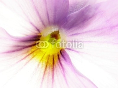 Anette Linnea Rasmus, viola (viola, trikolore, blume, verfärbt, gelb, blau, veilchen, pflanze, natur, natürlich, jahreszeit, jahreszeitlich, botanisch, botanisch, close-up, makro, weiß, backgrounds, frühling, dekorativ, blühen, blühe)