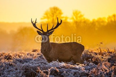 arturas kerdokas, Red deer in morning sun (tier, horn, hirsch, wald, heidekraut, holland, jagd, paarungszeit, moor, national park, natur, orange, lila, safarie, baum, wildlife, hol)