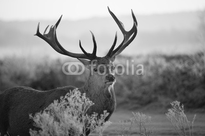 arturas kerdokas, Red deer in Richmond park (tier, horn, hirsch, wald, heidekraut, holland, jagd, paarungszeit, moor, national park, natur, orange, lila, safarie, baum, wildlife, hol)