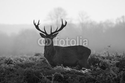 arturas kerdokas, Red deer in Richmond park (tier, horn, hirsch, wald, heidekraut, holland, jagd, paarungszeit, moor, national park, natur, orange, lila, safarie, baum, wildlife, hol)