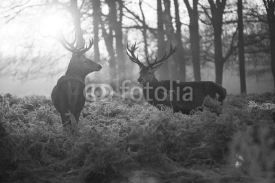 arturas kerdokas, Red deer in Richmond park (tier, horn, hirsch, wald, heidekraut, holland, jagd, paarungszeit, moor, national park, natur, orange, lila, safarie, baum, wildlife, hol)