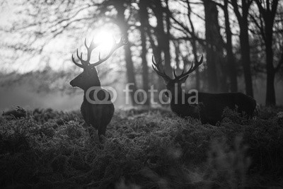 arturas kerdokas, Red deer in Richmond park (tier, horn, hirsch, wald, heidekraut, holland, jagd, paarungszeit, moor, national park, natur, orange, lila, safarie, baum, wildlife, hol)