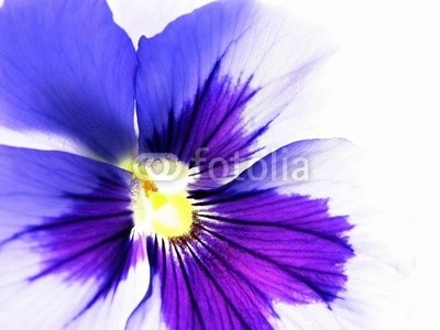 Anette Linnea Rasmus, colorful viola (viola, trikolore, blume, verfärbt, gelb, blau, veilchen, pflanze, natur, natürlich, jahreszeit, jahreszeitlich, botanisch, botanisch, close-up, makro, weiß, backgrounds, frühling, dekorativ, blühen, blühe)