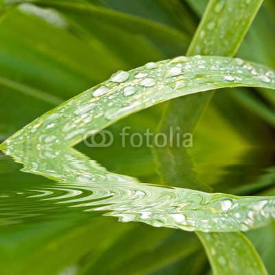 Delphotostock, Gouttes d'eau sur une feuille, reflets (wasser, gicht, papier, kraut, grün, regen, tau, fallen lassen, makro, natur, besinnung, pflanze, natürlich, ökologie, ökologisch, gesunde, sauber, reinheit, schönheit, landen, zen, grün, hydrate, hydration, wohlbefinden, geist, entspannung, meditatio)