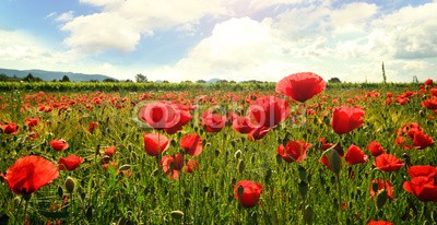 doris oberfrank-list, Den Sommer genießen: Klatschmohn-Wiese (mohn, mohn, mohn, mohn, wiese, sommer, frühling, mädchen, frau, weiblich, hübsch, schönheit, gefieder, entspannen, time out, entspannung, freiheit, entspannen, beschaulichkeit, blume, urlaub, fröhlichkeit, freudig, frühling, jahreszeit, natur, miss)