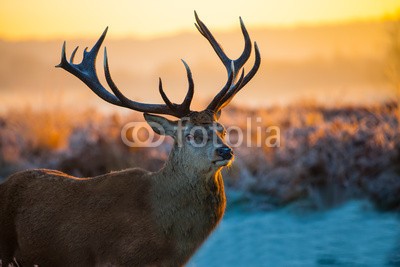 arturas kerdokas, Red Deer in Morning Sun. (hirsch, tier, holland, moor, horn, baum, orange, holz, heidekraut, lila, wald, paarungszeit, national park, jagd, natur, safarie, wildlif)