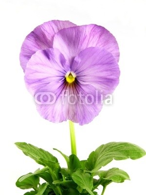 Anette Linnea Rasmus, blue viola (viola, trikolore, blume, verfärbt, gelb, blau, veilchen, pflanze, natur, natürlich, jahreszeit, jahreszeitlich, botanisch, botanisch, close-up, makro, weiß, backgrounds, frühling, dekorativ, blühen, blühe)