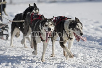 Blickfang, Hundeschlittenrennen (husky, hund, hund, hund, rasse, geschirr, räder, schnee, sport, rasen, wettrennen, biest, kalt, portrait, horizontale, person, sprung, spaß, zung)