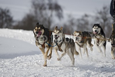 Blickfang, Hundeschlittenrennen (husky, hund, hund, hund, rasse, geschirr, räder, schnee, sport, rasen, wettrennen, biest, kalt, portrait, horizontale, spaß, sprung, dynamisch, geschwindigkeit, schnell, kräftig, energi)