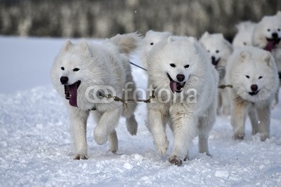 Blickfang, Hundeschlittenrennen (husky, hund, hund, hund, rasse, geschirr, räder, schnee, sport, rasen, wettrennen, biest, kalt, portrait, horizontale, perso)