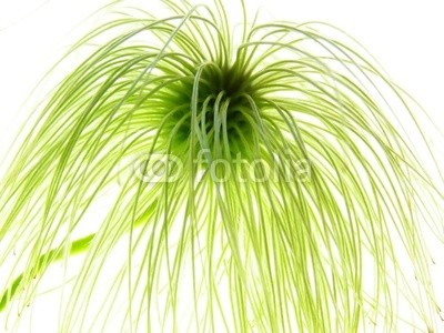 Anette Linnea Rasmus, clematis seed (waldreben, pappus, samen, abstrakt, blühen, blühen, verschwommen, botanisch, close-up, creepy, details, verträumt, flora, floral, grafik, haarig, licht, makro, natürlich, natur, draußen, radiant, weich, frühling, sommer, durchsichtig, weiß, grü)