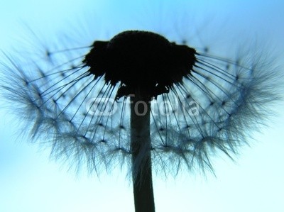 Anette Linnea Rasmus, dandelion as a silhouette (dandy, twilight, sonnenuntergänge, blume, schwarz, botanisch, botanisch, pusteblume, details, flora, gärten, licht, makro, natürlich, natur, draußen, park, pflanze, profile, jahreszeit, samen, silhouette, sommer, blau, halb, close-up, zerbrechlic)