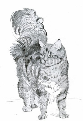 Nadiia Starovoitova, Animal Collection: Cat (weiß, wasserfarben, wasser, wash, jahrgang, klang, vorlage, symbolisch, sketch, shading, katze, haustier, papier, malerei, alt, katze, katzenbaby, abbildung, grau, grafik, ausdruck, zeichnung, entwerfen, bunt, clipart, ament, katze, karte, schmetterlin)