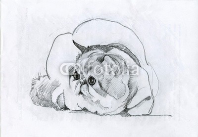 Nadiia Starovoitova, Animal Collection: Cat (weiß, wasserfarben, wasser, wash, jahrgang, klang, vorlage, symbolisch, sketch, shading, katze, haustier, papier, malerei, alt, katze, katzenbaby, abbildung, grau, grafik, ausdruck, zeichnung, entwerfen, bunt, clipart, ament, katze, karte, schmetterlin)