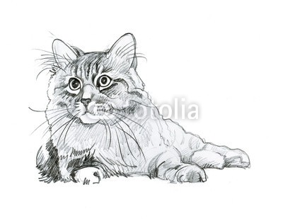 Nadiia Starovoitova, Animal Collection: Cat (weiß, wasserfarben, wasser, wash, jahrgang, klang, vorlage, symbolisch, sketch, shading, katze, haustier, papier, malerei, alt, katze, katzenbaby, abbildung, grau, grafik, ausdruck, zeichnung, entwerfen, bunt, clipart, ament, katze, karte, schmetterlin)
