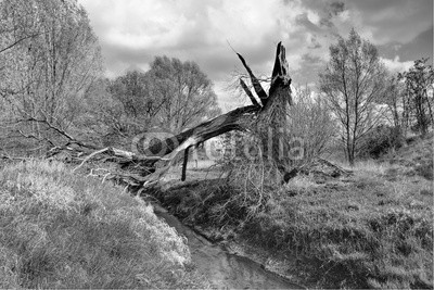 Frank Waßerführer, Broken (baum, baumstamm, baum, sturm, nachteil, frustriert, broken, pause, crown, natur, landschaft, wolken, bach, wasser, flüsschen, channel, gras, wiese, s w, schwarzweiß, schwarzweiß, monochro)