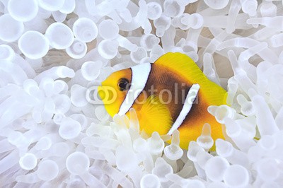 uwimages, Anemonefish in bleached host sea anemone (fisch, natur, ozean, clownfisch, aquarium, anemone, symbiose, seeanemonen, meeresflora und -fauna, korallen, riff, fangarme, unterwasser, bunt, salzwasser, fauna, makro, close-up, niemand, rotes meer, ausgebleich)