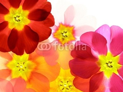 Anette Linnea Rasmus, Close-up of primula flower against white background (primel, primel, rot, blau, blume, backgrounds, blühen, blühen, botanisch, botanisch, knospe, close-up, verfärbt, details, gärten, isoliert, makro, pflanze, jahreszeit, jahreszeitlich, frühling, strukturen, samt, weiß, gel)