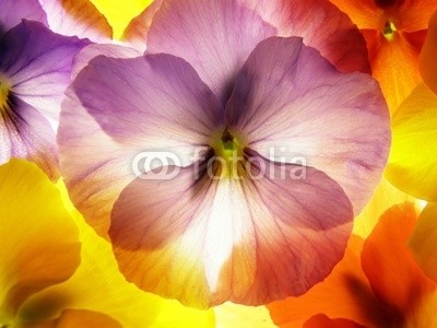 Anette Linnea Rasmus, close-up of colourful viola tricolor against white background (viola, trikolore, blume, verfärbt, gelb, blau, veilchen, pflanze, natur, natürlich, jahreszeit, jahreszeitlich, botanisch, botanisch, close-up, makro, weiß, backgrounds, frühling, dekorativ, blühen, blühe)