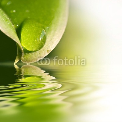 Delphotostock, Gouttes d'eau sur une feuille, reflets (wasser, gicht, papier, besinnung, grün, natur, pflanze, natürlich, ökologie, ökologisch, gesunde, sauber, reinheit, schönheit, landen, zen, makro, grün, regen, tau, hydrate, hydration, wohlbefinden, geist, entspannung, meditation, entspannun)