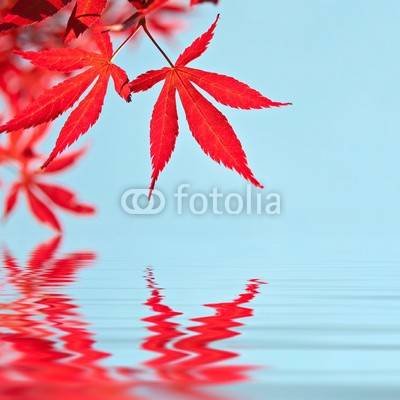 Delphotostock, Feuilles d'érable rouge, reflets dans l'eau (wasser, papier, ausreisen, laubwerk, besinnung, rot, natur, natürlich, pflanze, ökologie, ahorn, herbst, herbst, ökologisch, gesunde, sauber, reinheit, schönheit, landen, zen, hydrate, hydration, wohlbefinden, geist, entspannung, meditation, entspannun)