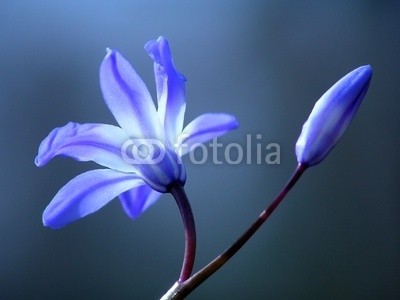 Anette Linnea Rasmus, blue spring flower (blau, blume, scilla, frühling, spring-time, backgrounds, schöner, blühen, blühen, botanisch, botanisch, close-up, details, flora, floral, wald, gärten, licht, makro, natur, draußen, park, blickwinkel, schatten, geformt, strukturen, sommer, textu)