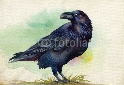 Nadiia Starovoitova, Black raven watercolor painting (tier, kunst, rücken, backgrounds, schnäbel, vögel, schwarz, amsel, claw, stutzen, gemeiner, konzept, krähe, dunkel, verzweiflung, zeichnung, eleganze, federn, freiheit, halloween, entsetzen, ideen, abbildung, literatur, mysterium, natur, ominös,)